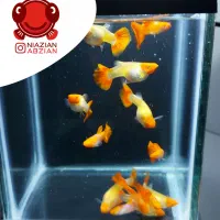 ماهی گوپی بالغ
