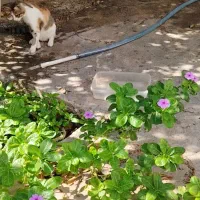 واگذاری گربه|گربه|بوشهر, |دیوار