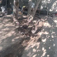 بوقلمو
