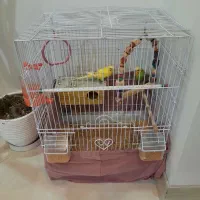 مرغ عشق با قفسه|پرنده|تهران, دکتر هوشیار|دیوار