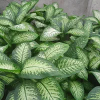 فروش گلهای آپارتمانی