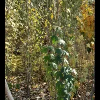 ریشه گره گواخ|گل و گیاه طبیعی|بکتاش, |دیوار