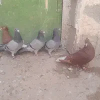 کبوتر فروشی