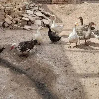 غاز و قو غاز.|حیوانات مزرعه|قزوین, |دیوار