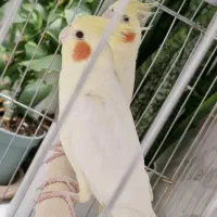 عروس هلندی