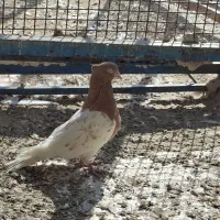 کله زرد|پرنده|بندر ماهشهر, |دیوار