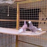 کبوتر تهرانی شمرونی