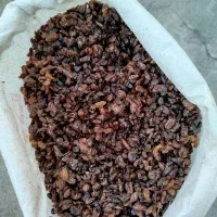 کشمش آفتابی امسالی|خوردنی و آشامیدنی|کاشمر, |دیوار