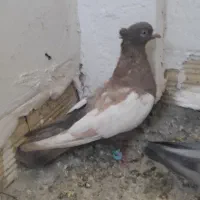 کفتر رنگه بووم|پرنده|مشهد, کوشش|دیوار