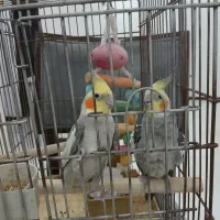 یک جفت عروس هلندی سرحال