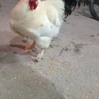 برهما|حیوانات مزرعه|بناب, |دیوار