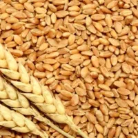 فروش بذر گندم فرانسوی