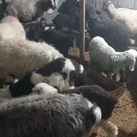 میش بره فروشی