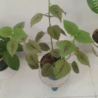 گلهای آپارتمانی|گل و گیاه طبیعی|ساوه, |دیوار