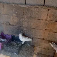 چهار سفید درشت و پاپر|پرنده|سوسنگرد, |دیوار