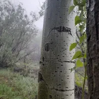 چوب ودرخت|خدمات باغبانی و درختکاری|مشهد, هفده شهریور|دیوار