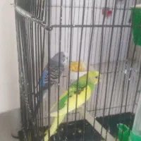 دوعدد مرغ عشق