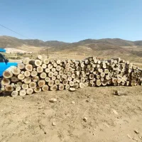 خریدار نقدی انواع چوب باغی وجنگلی|خدمات باغبانی و درختکاری|ارومیه, |دیوار