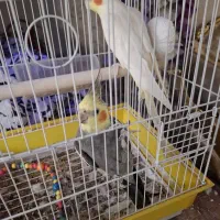 دو عدد عروس هلندی با قعس