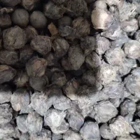 بذر پالم فینیکس مجنون و پالم آبی مجنون|گل و گیاه طبیعی|بندر انزلی, جزیره|دیوار