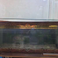 آکواریوم های کوچکتر از ۱ متر یا حدود ۱ متر متنوع|ماهی|قم, سراجه (۱۵ خرداد)|دیوار