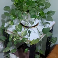 پتوس بزرگ