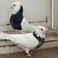 پرنده|پرنده|اهواز, زرگان|دیوار