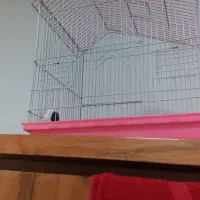 یک مرغ مینا زیبا دوقفس بالانه چوبی|پرنده|پردیس, فاز ۲|دیوار