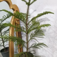 بونسای .کاج . نیکولای بامبو