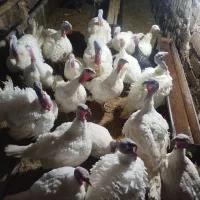 20عدد بوقلمون خانگی نر و ماده