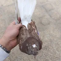 قریب گیری پرشی|حیوانات|نسیم‌شهر, |دیوار