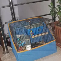 مرغ عشق|پرنده|اردبیل, |دیوار