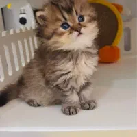 گربه زیبای اصیل