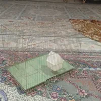 سالم به شرط نونو|لوازم جانبی حیوانات|لیکک, |دیوار