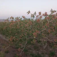 فروش ۳۳۰۰متر زمین پسته احمد آقایی ۲۳ساله