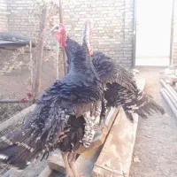 بوقلمون|حیوانات مزرعه|قیدار, |دیوار