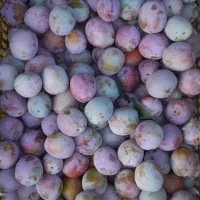 فروش الو کبرا و حاج حسنی و طرقبه سبز درشت درجه یک