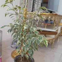 گل بنجامین ابلغ وزاموفیلیا پر غده ۲۵۰