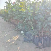 نهالستان پسته|خدمات باغبانی و درختکاری|بافق, |دیوار