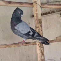 کفتر پرشی