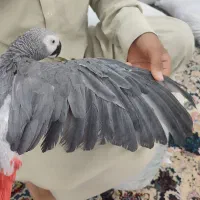 کاسکو سخنگوو دستی