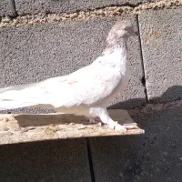 کبوتر|پرنده|نورآباد, |دیوار