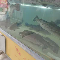 آکواریم ماهی قزل