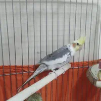 عروس هلندی همراه با وسایل کامل