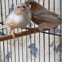 فنچ|پرنده|رشت, پل تالشان|دیوار