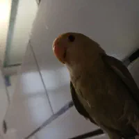 گمشده|حیوانات|خمینی‌شهر, |دیوار