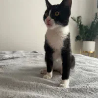 واکذاری رایگان گربه ماده تاکسیدو