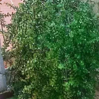 رهن-واجاره-روی-هم-کف-طبقه-ی-بالا