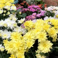 گل‌داودی‌درچندرنگ