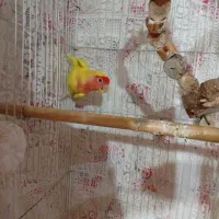 طوطی برزیلی|پرنده|رودسر, |دیوار